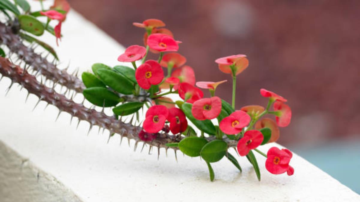 Ni cáscara de huevo ni café: el trucazo para que la Corona de Cristo estalle de flores en pocos días